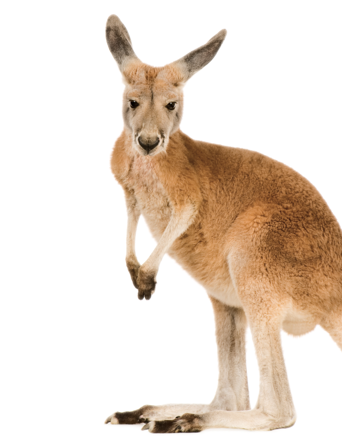 kangaroos-header-image